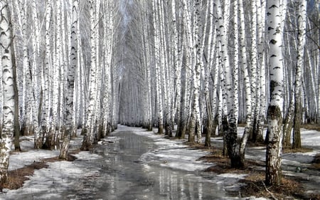 winter wonderful - ice, trees, photography, winter, white, nature, forest, snow, frozen