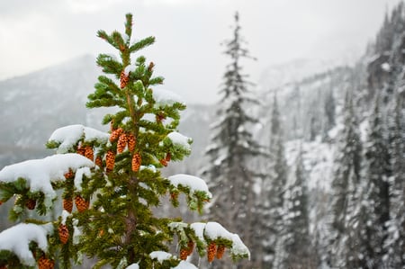 pine and snow - winter, photography, trees, nature, snow