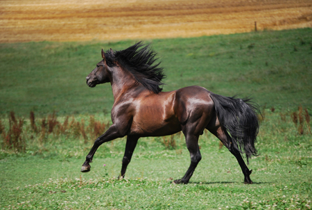 Amazing horse! - horses, cute, horse