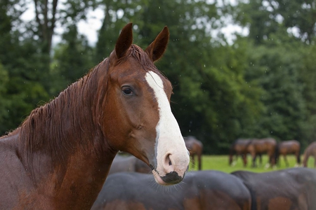 Cute face! - cute, horse, horses