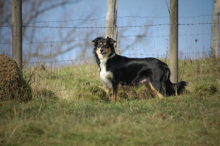 cute! - cute, dog, dogs