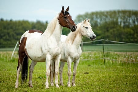 Best friends - cute, horse, horses