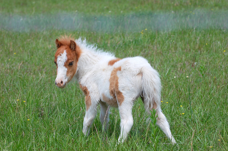 CUTE! - cute, horse, horses, ponies