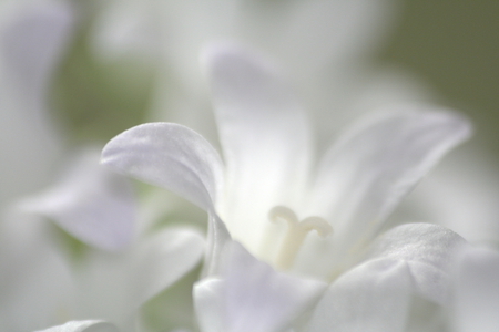 White flower. - white, nice, pretty, cool