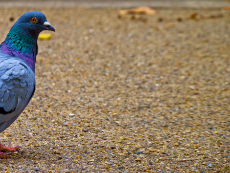 Pretty, blue bird. - nice, cute, pretty, blue