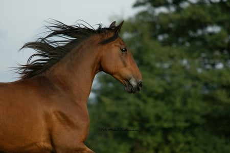 Pretty bay horse. - Horses & Animals Background Wallpapers on Desktop ...