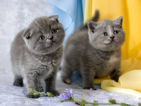 Grey and tender - cat, animal, feline, tender, kitten