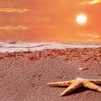 Starfish on Sand