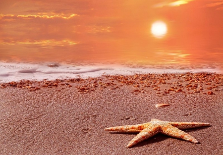 Starfish on Sand - starfish, beach, sand, sun