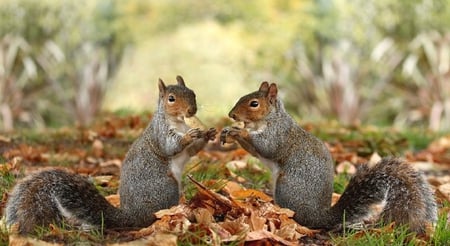 Eating Together - fur, squirrels, nuts, leaves