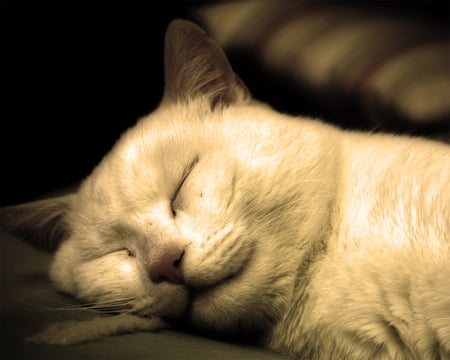 Sweet smile - sleep, cat, animal, smile, cute, kitten