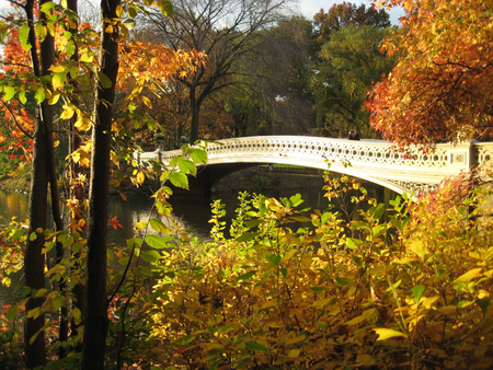 Autumn scenery - scenery, man, leaves, red, branches, trees, camera, beautiful, photography, orange, fall, colorful, railing, white, picture, green, autumn, bridge