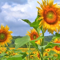 Bold Sunflowers