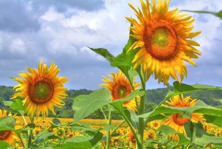 Bold Sunflowers - leaves, sky, sunflowers, flowers