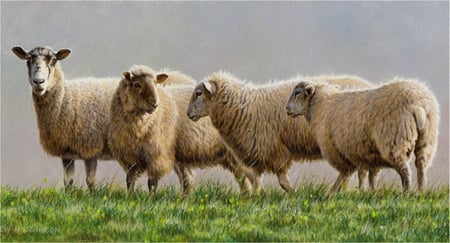 Sheeps - grass, animal, sheep, nature