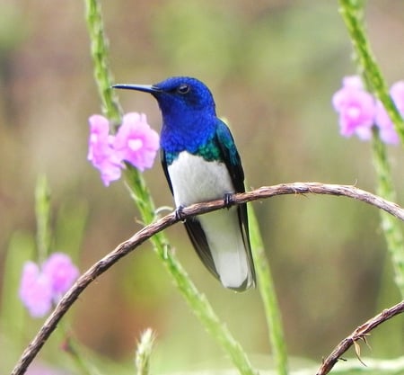 White Necked Jacobin - flowers, bird, blue, beautiful, costa rica, white necked jacobin, hummingbird, pink