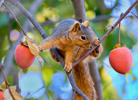 CHOICES - choice, fox squirrel, food, fruit, tree