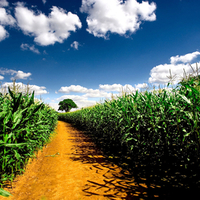 In The Corn Field