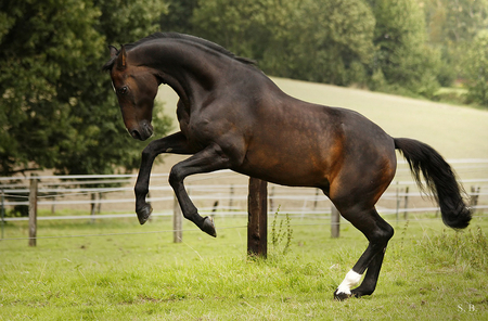 Amazing horse! - cute, horse, pretty, bay