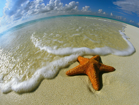 seaside - starfish, beauty, beach, sea