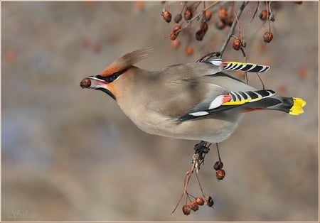 Waxwing - bird, waxwing, beak, berry, cute, lovely