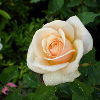 APRICOT ROSE