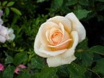 APRICOT ROSE