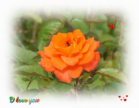 I LOVE YOU ROSE - i, orange, love, you