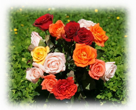 ROSES OF LOVE - white, yellow, orange, red