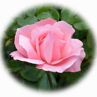 PERFECT PINK ROSE