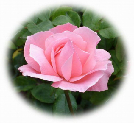 PERFECT PINK ROSE - perfect, rose, beauty, pink