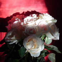 ROSES IN MORNING SUN