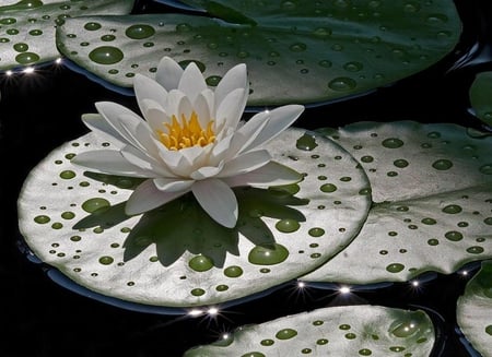 Water Lily. - drop, water, nature, flower, plant, waterlily