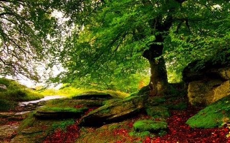 GREEN FOREST - wood, autumn, greens, stones, foliage