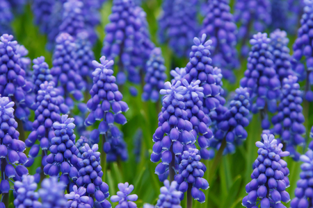 Blue Grape Hyacinths. - nature, blue, hyacinth, flower, plant