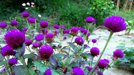 Gomphrena globosa - purple, flowers, pretty, lovely