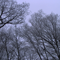 Frosty forest, winter time