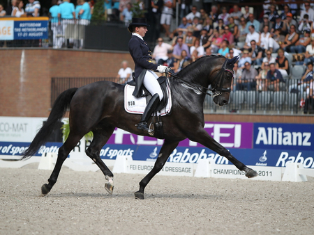 Dressage :) - horses