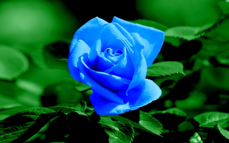 KHAS UNTUK MU ,GISELA:-) - gisela, gift, blue, friendship, rose