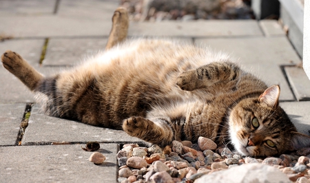 Lazy Cat - cute, ground, fantastic, beautiful, cat, amazing, kitty, cats, relaxing, wonderful, nature, animal, animals, lazy cat, pretty, awesome, sweet, stones, break, lazy, kitten, nice, chilling, outside, stunning, sunshine