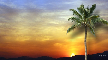 Sunset Palm - sky, palm tree, tropical, sunset, bright, evening, romantic, clouds, island