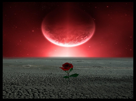 RED ROSE SOLO - moon, solo, red, rose, stars, sky