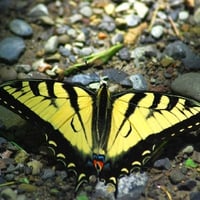 Swallowtail-Butterfly