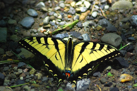 Swallowtail-Butterfly - picture, butterfly, swallowtail, beautiful