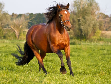 Amazing horse! - horses