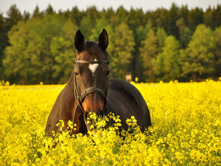 Horse - horses