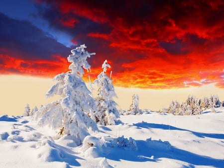 Winter sunset - clouds, covered, trees, winter, snow, colors, colorful, sunset, red, sky