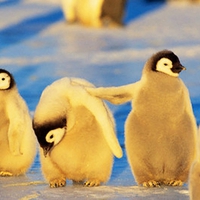 We`re here for you, Pingu :)