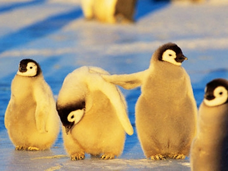 We`re here for you, Pingu :)