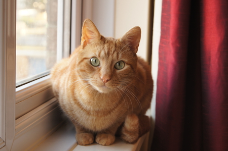 Ginger cat - red, window, orange, portraits, cat